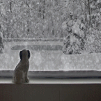 99px.ru аватар Щенок сидит на подоконнике окна, за которым идет снег