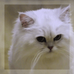 99px.ru аватар Кошечка Мальрен из дорамы Моя благородная любовь / Noble, My Love