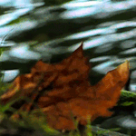 99px.ru аватар Осенний лист лежит на воде