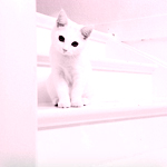 99px.ru аватар Белый котенок сидит на лестнице