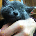 99px.ru аватар Кошка на руках хозяина