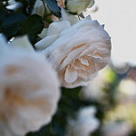 99px.ru аватар Белые розы на размытом фоне