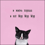 Аватар Котик на розовом фоне (и жизнь хороша и все Мур Мур Мур)