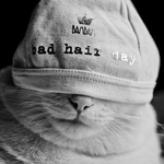 99px.ru аватар Белый кот в шапке (bad hair day)