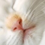 99px.ru аватар Мордочка рыже-белого котика с розовым носиком крупным планом