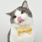 99px.ru аватар Кот в желтом галстуке-бабочке достал языком до носа