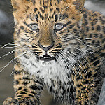 99px.ru аватар Леопард с голубыми глазами