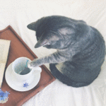 99px.ru аватар Кошка сидит у чашки