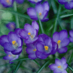 99px.ru аватар Цветущие весенние крокусы