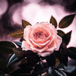 99px.ru аватар Розовая роза на фоне боке