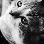 Аватар Котенок смотрит вверх
