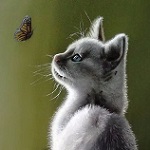 Аватар Белый котенок наблюдает за бабочкой
