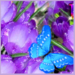99px.ru аватар Синяя бабочка порхает крылышками, сидя на фиолетовых блестящих крокусах