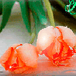 99px.ru аватар Нежно - персиковые тюльпаны лежат в воде