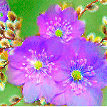 99px.ru аватар Ярко-фиолетовые цветы переливаются блеском