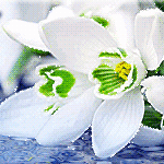 99px.ru аватар Белые цветы лежат на воде