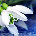 99px.ru аватар Белый цветок лежит на воде