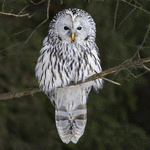 99px.ru аватар Сова сидит на ветке