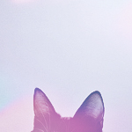 99px.ru аватар Ушки черного кота