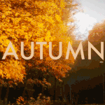 99px.ru аватар Желтые листья опадают с дерева (Autumn / Осень)