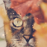 99px.ru аватар Мордочка кота среди осенних листьев