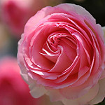 99px.ru аватар Розовая роза крупным планом