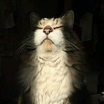 99px.ru аватар Кошачья мордочка в луче света
