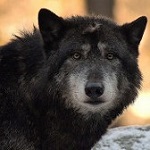 99px.ru аватар Серый волк, by Nephentes Phinena