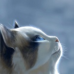 Аватар Кошка смотрит вверх