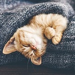 Аватар Спящий рыжий котенок, завернутый в шарф