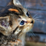 99px.ru аватар Голубоглазый милый котенок