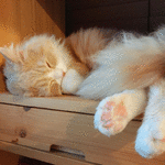 99px.ru аватар Кошка спит на полке