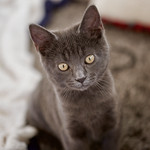 Аватар Серый милый котенок