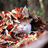 Аватар Кошка в осенней листве