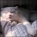 Аватар Белый кот спит на клетчатом одеяле