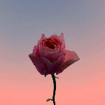 99px.ru аватар Маленькая роза на фоне вечернего неба