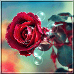 99px.ru аватар Красная роза с листьями на размытом фоне