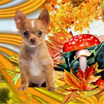99px.ru аватар Маленькая коричневая собачка на фоне мухомора и осенних листьев