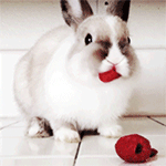 Аватар Кролик жует листья розы