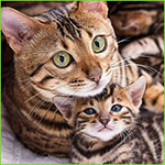99px.ru аватар Серая кошка с котенком