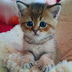 99px.ru аватар Серый котенок с голубыми глазами