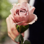 99px.ru аватар Розовая роза в руке девушки