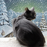 99px.ru аватар Серая кошка на фоне заснеженных деревьев, крыши дома сидит на снегу