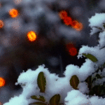 99px.ru аватар Куст под снегопадом
