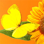 99px.ru аватар Бабочка на цветке