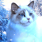 99px.ru аватар Котенок с голубыми глазами под падающим снегом