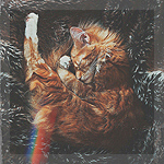 99px.ru аватар Спящий рыжий котенок