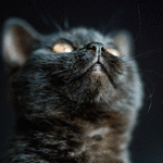 99px.ru аватар Черный котик смотрит вверх, by Omar Ram