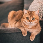 99px.ru аватар Рыжий котик лежит на диване