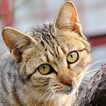 Аватар Cерая кошка с зелеными глазами